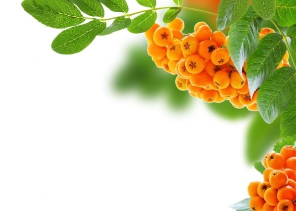 depositphotos_29061585-stock-photo-bunch-of-red-rowan